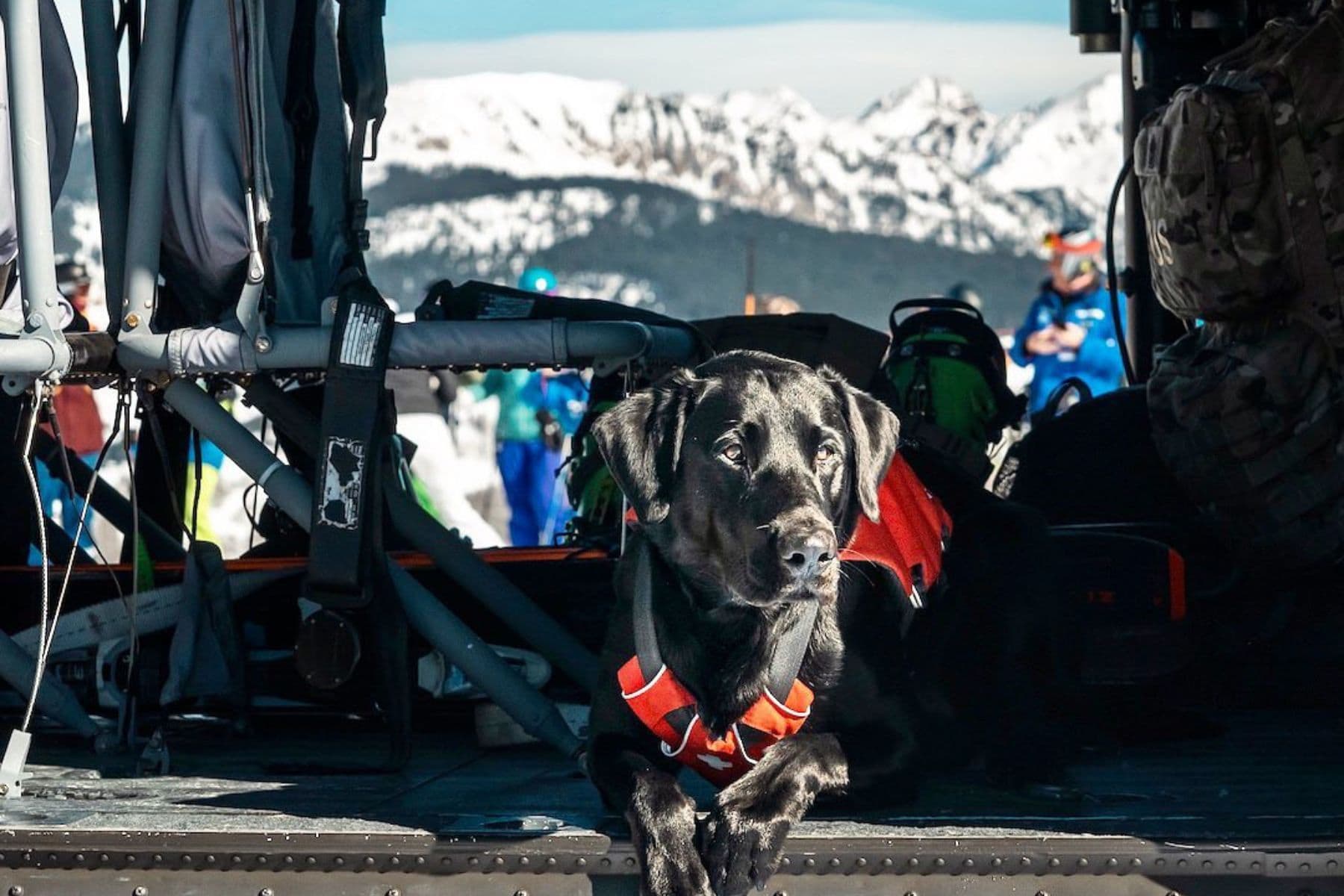 vail-ski-resort-dog-friendly